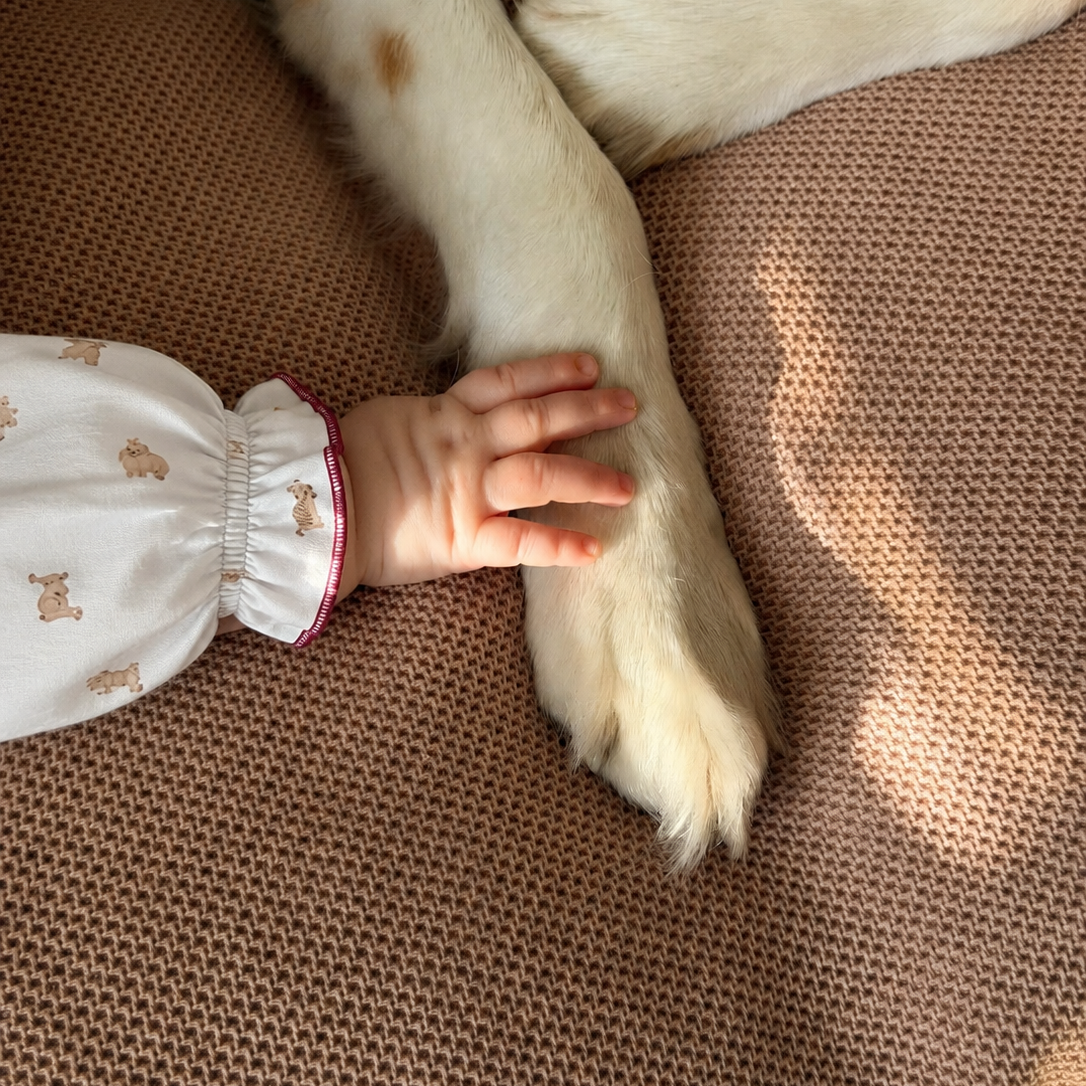 Ranita Matilde Perros